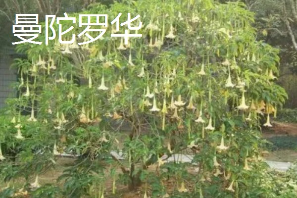 彼岸花有几种颜色，有3种颜色