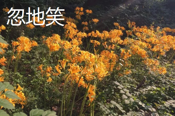 彼岸花有几种颜色，有3种颜色