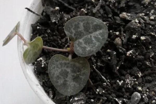 爱之蔓哪个季节扦插,在春秋季节扦插