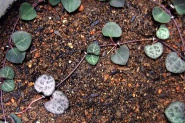 爱之蔓哪个季节扦插,在春秋季节扦插