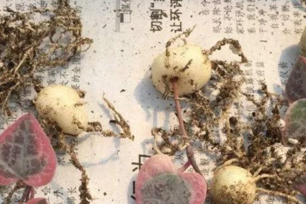 爱之蔓哪个季节扦插,在春秋季节扦插