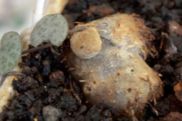 爱之蔓哪个季节扦插,在春秋季节扦插