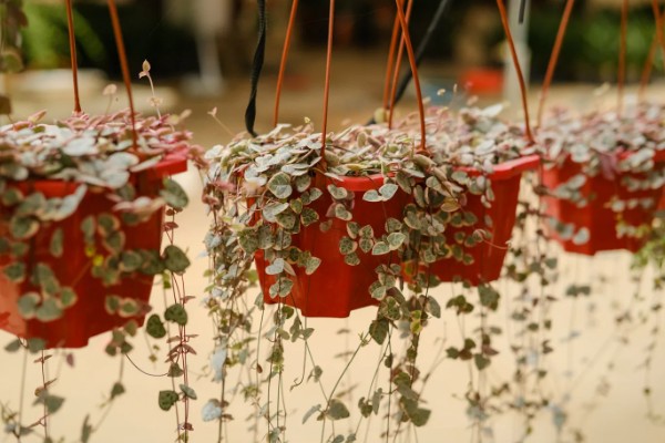 爱之蔓哪个季节扦插,在春秋季节扦插