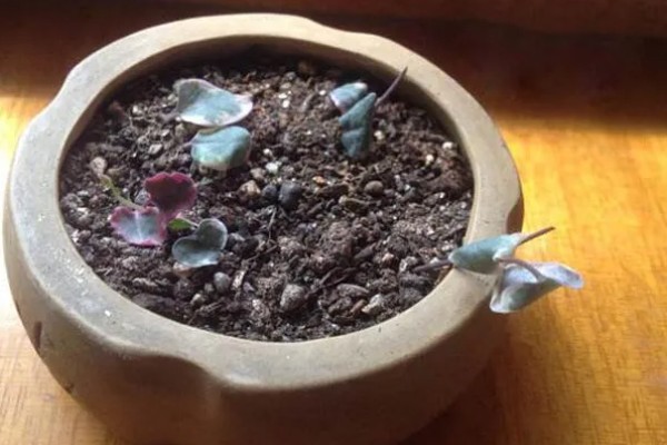 爱之蔓哪个季节扦插,在春秋季节扦插