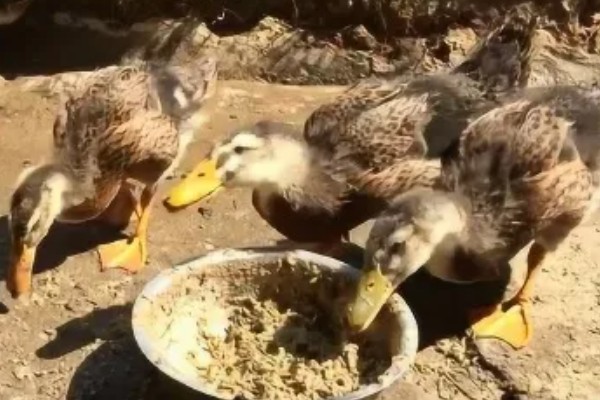 养一万只合同鸭的利润，需要根据实际情况而定