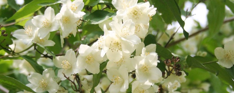 木香花与蔷薇花的区别，株型、花朵等均不同