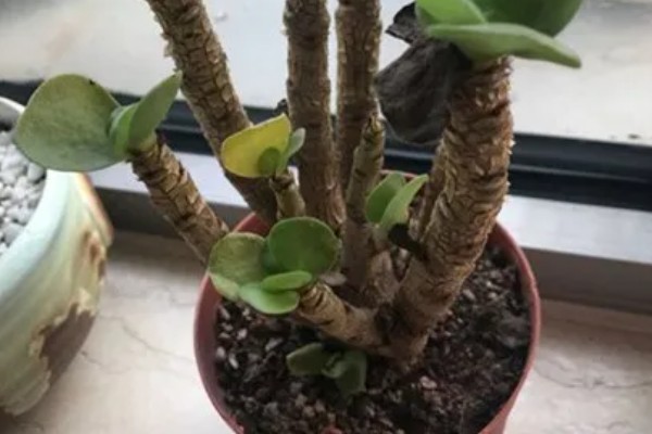 金钱木叶子快掉完了的原因，可能是水分过多所致