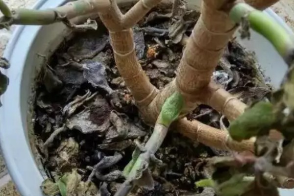 金钱木叶子快掉完了的原因，可能是水分过多所致