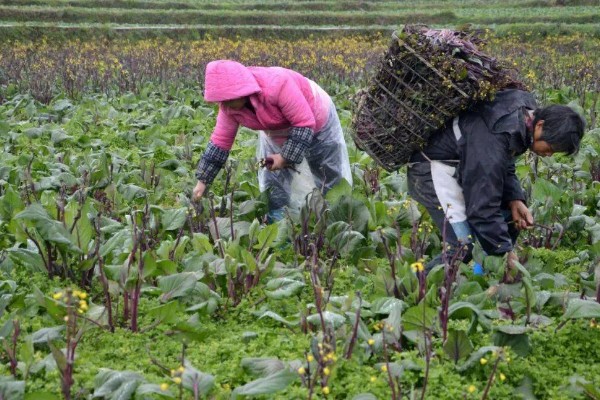 红菜苔的移栽间隔，移栽间隔是30-40厘米