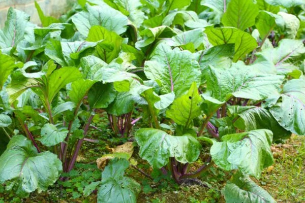 红菜苔的移栽间隔，移栽间隔是30-40厘米