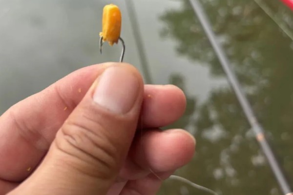冬季钓草鱼的技巧,选择晴朗天气的中午出钓