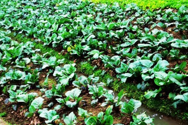 红菜苔的移栽间隔，移栽间隔是30-40厘米