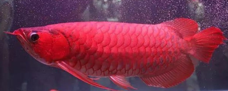 饲养红龙鱼的开灯时长，一天开灯6-8小时