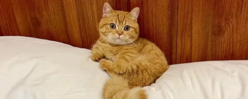 猫胰腺炎的症状，分为急性和慢性两类