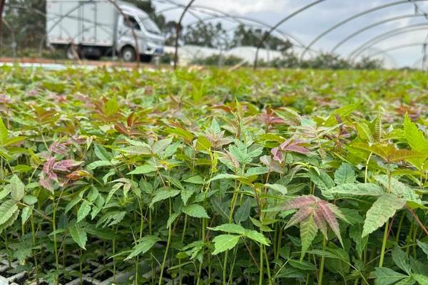 香椿大棚的种植技术,土地一定要施足底肥
