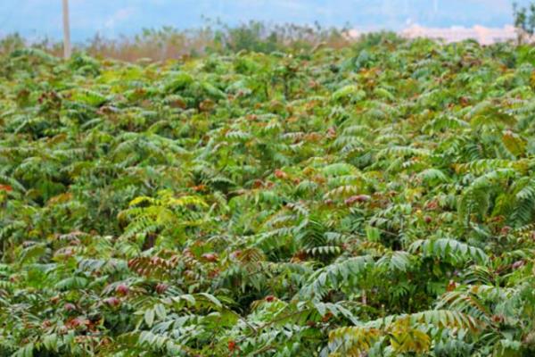 香椿大棚的种植技术,土地一定要施足底肥