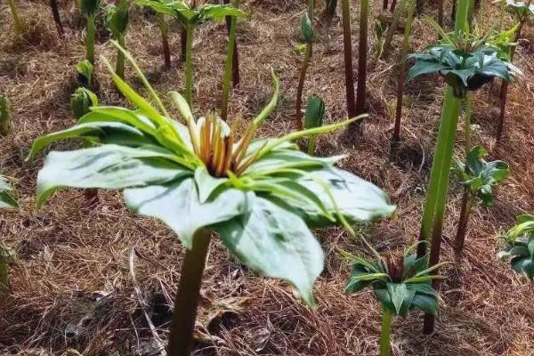 重楼种子的催芽方法，在每年秋季播种