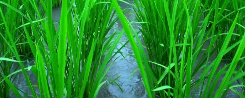 水稻与稗草的区别，品种和叶片均不同