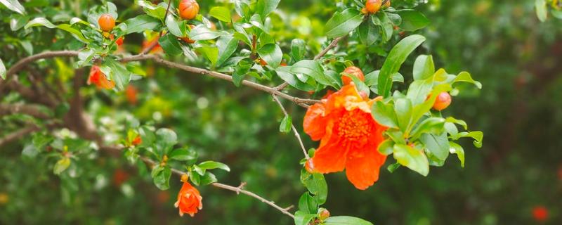 石榴花的开放时间，5-7月开放