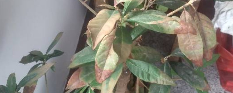 桂花移栽后叶子枯萎的原因，植株还没有完全适应新的环境