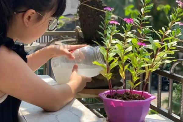 哪种药可以浇花,可以用阿司匹林