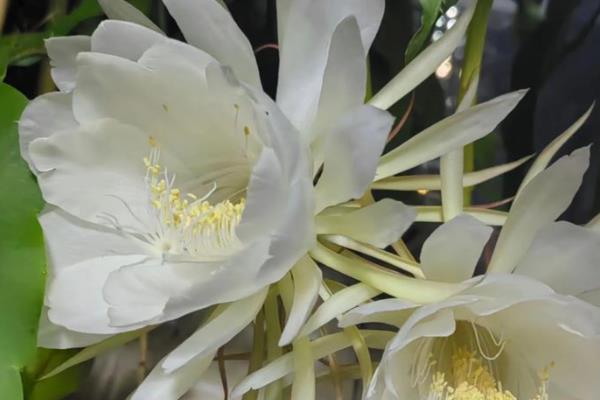 为什么昙花不能放家里,可能是缺乏光照所致