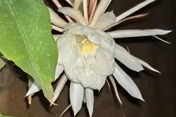 为什么昙花不能放家里,可能是缺乏光照所致