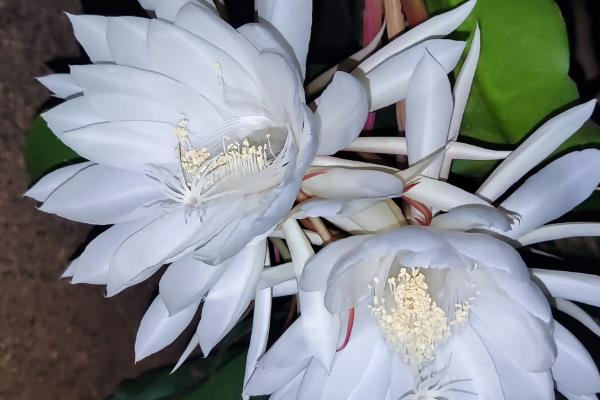 为什么昙花不能放家里,可能是缺乏光照所致