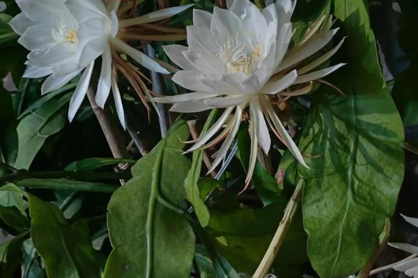 为什么昙花不能放家里,可能是缺乏光照所致