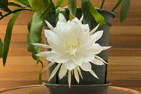 为什么昙花不能放家里,可能是缺乏光照所致