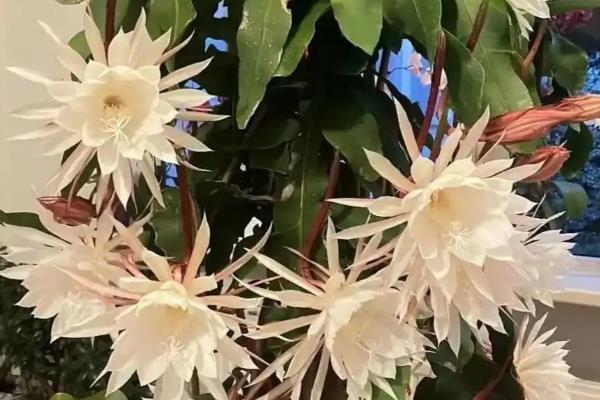 为什么昙花不能放家里,可能是缺乏光照所致