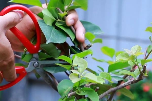 花卉叶片卷曲怎么办，剪除发黄萎蔫的叶片并消毒