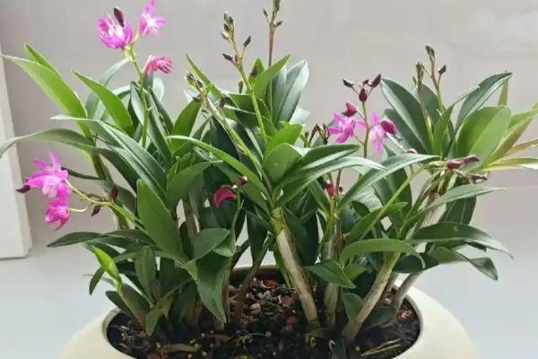 花卉叶片卷曲怎么办，剪除发黄萎蔫的叶片并消毒