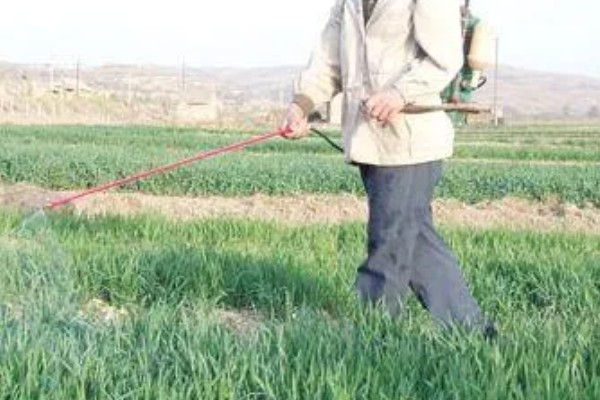 韭菜用不用控旺,韭菜需要控旺