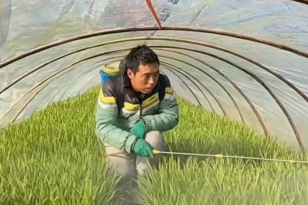 韭菜用不用控旺,韭菜需要控旺