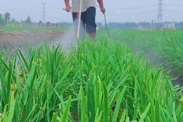 韭菜用不用控旺,韭菜需要控旺