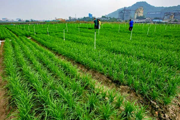 韭菜用不用控旺,韭菜需要控旺