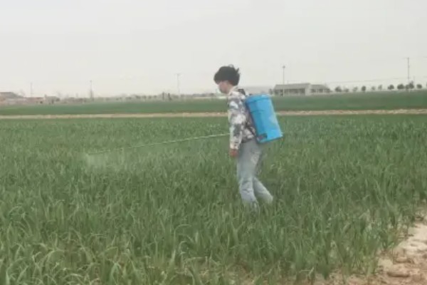 韭菜用不用控旺,韭菜需要控旺