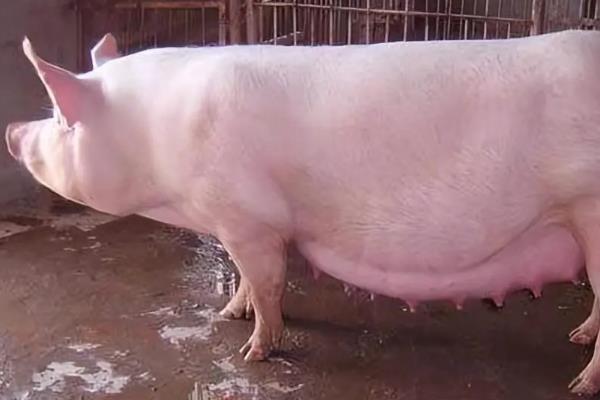 后备母猪怎么饲喂,体重达到60公斤后每天喂料2公斤