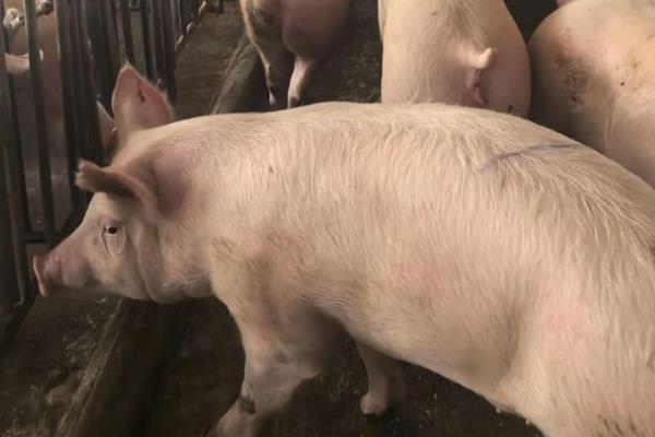 后备母猪怎么饲喂,体重达到60公斤后每天喂料2公斤