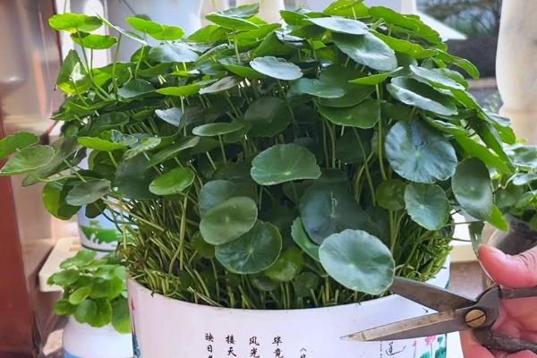 冬天怎么养铜钱草，保持室温在5℃以上