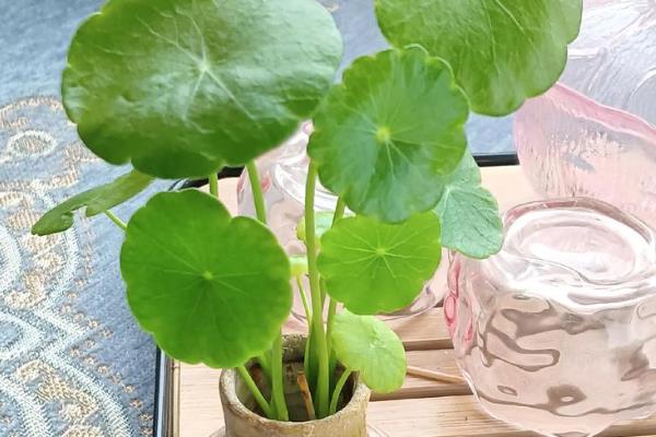 冬天怎么养铜钱草，保持室温在5℃以上