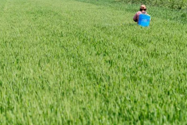 麦田的除草时间,幼苗期、返青期都是除草适期