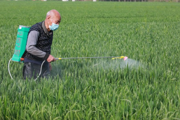麦田的除草时间,幼苗期、返青期都是除草适期