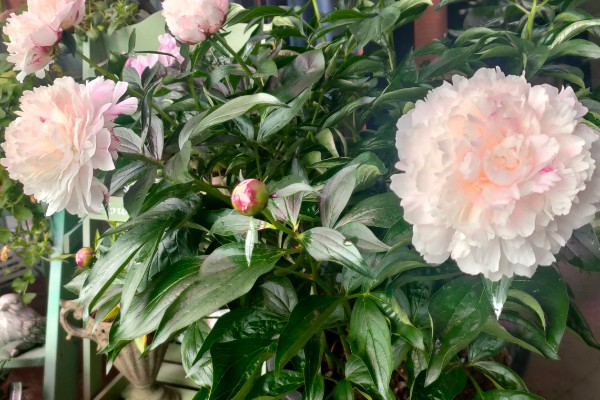 芍药花夏季的管理方式，适合生长在温暖的环境中
