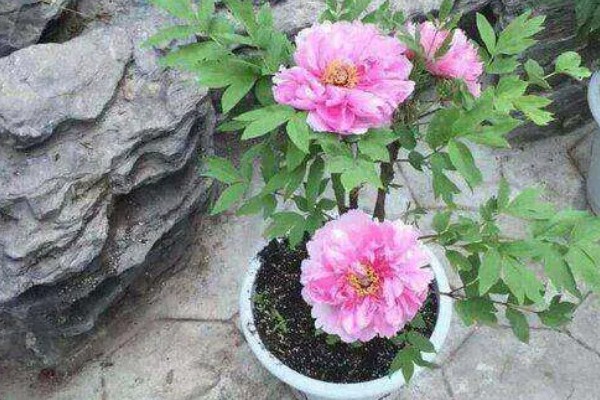 芍药花夏季的管理方式，适合生长在温暖的环境中