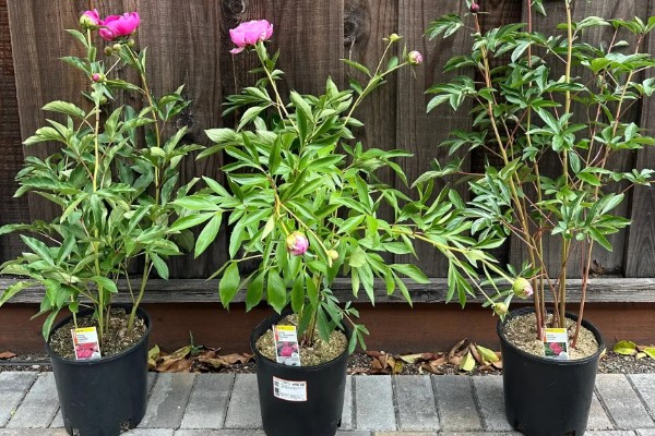 芍药花夏季的管理方式，适合生长在温暖的环境中