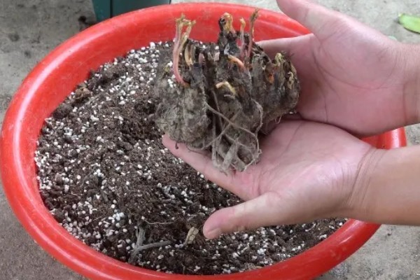 芍药花夏季的管理方式，适合生长在温暖的环境中