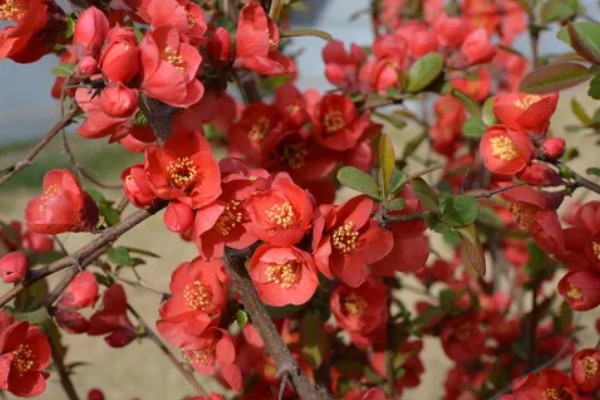 日本海棠的花期,为1月底至2月底