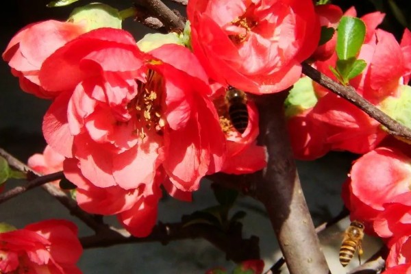 日本海棠的花期,为1月底至2月底